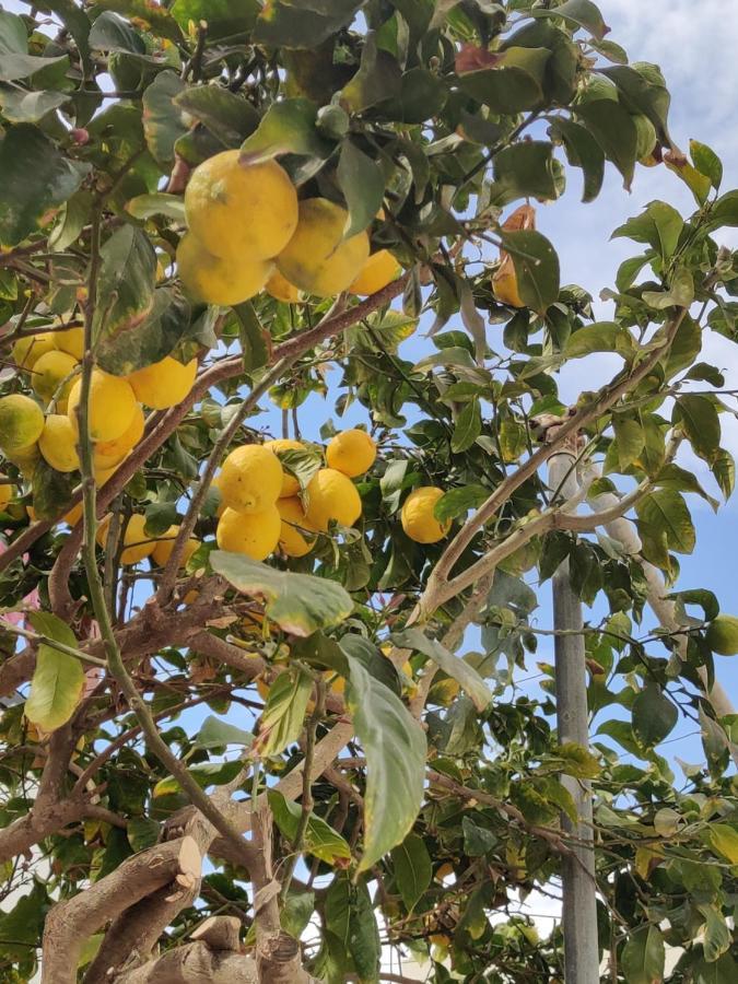 פרבוליה Palm Garden Paradise מראה חיצוני תמונה