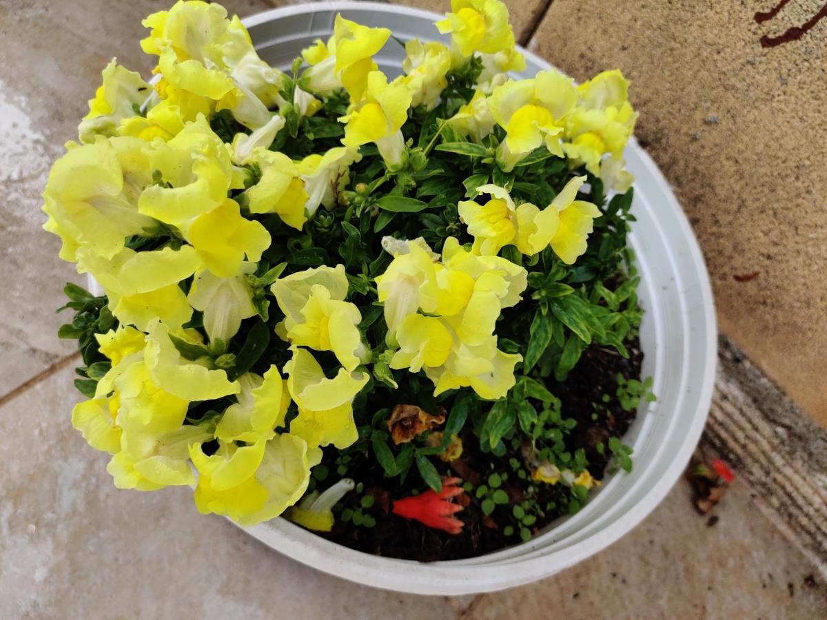 פרבוליה Palm Garden Paradise מראה חיצוני תמונה