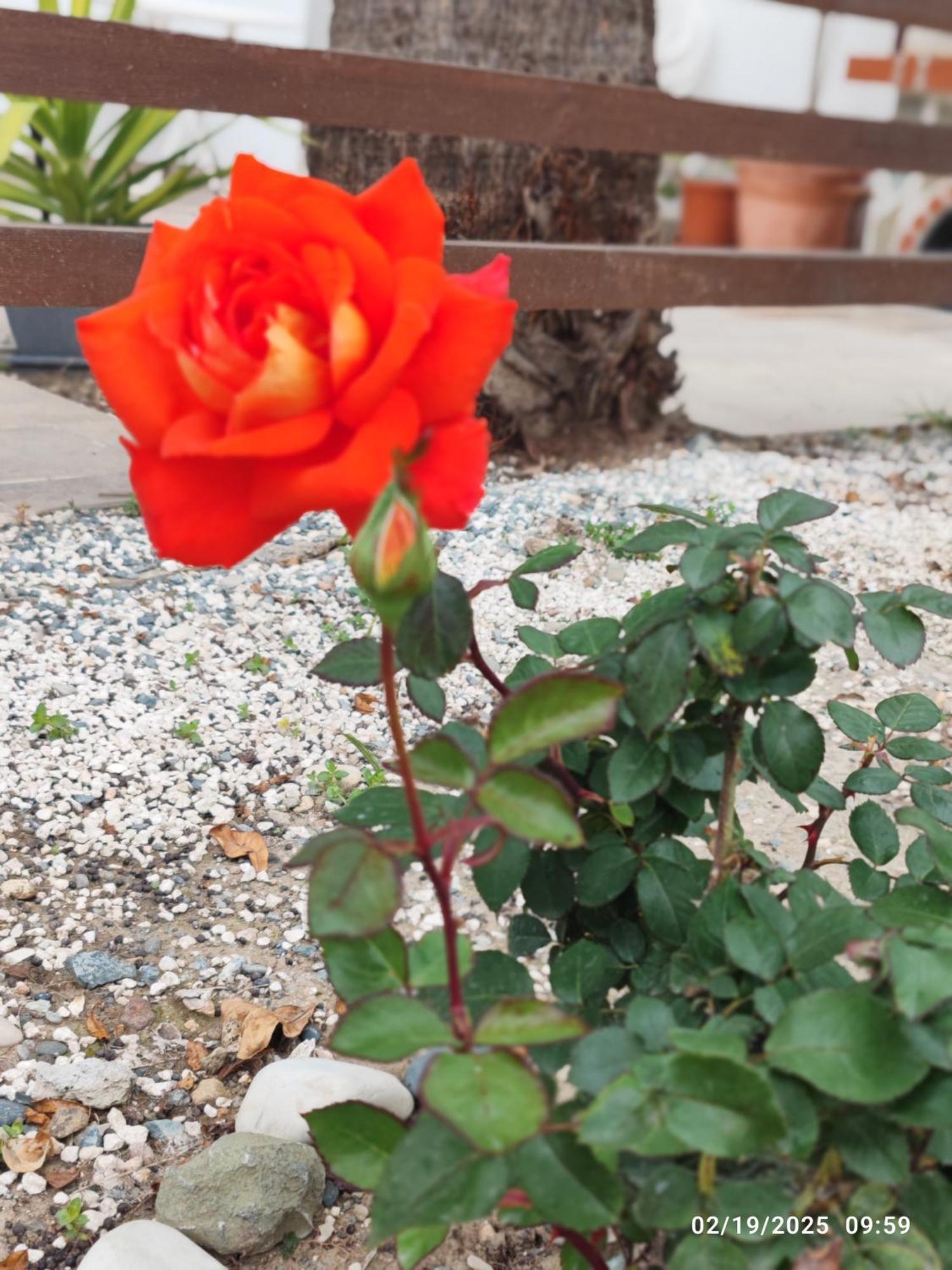 פרבוליה Palm Garden Paradise מראה חיצוני תמונה